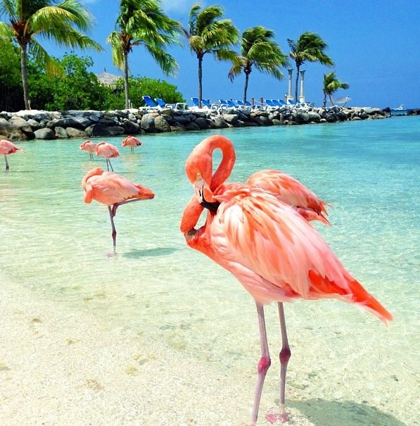 Excursii Optionale Aruba