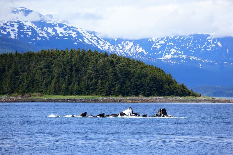 Excursii Optionale Icy Strait Point