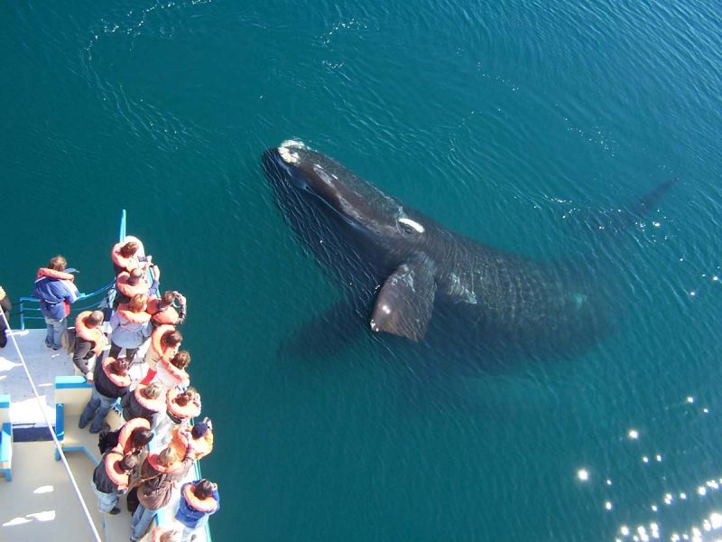 Excursii Optionale Puerto Madryn