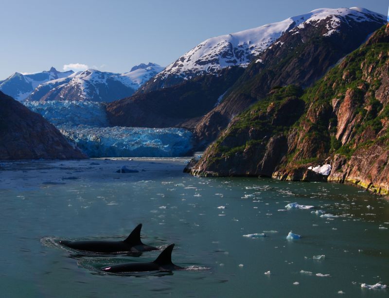 Excursii Optionale Tracy Arm