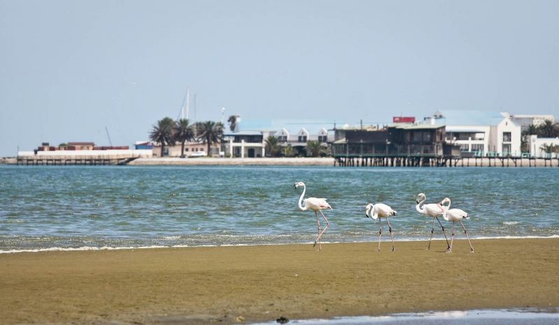 Excursii optionale Golful Walvis