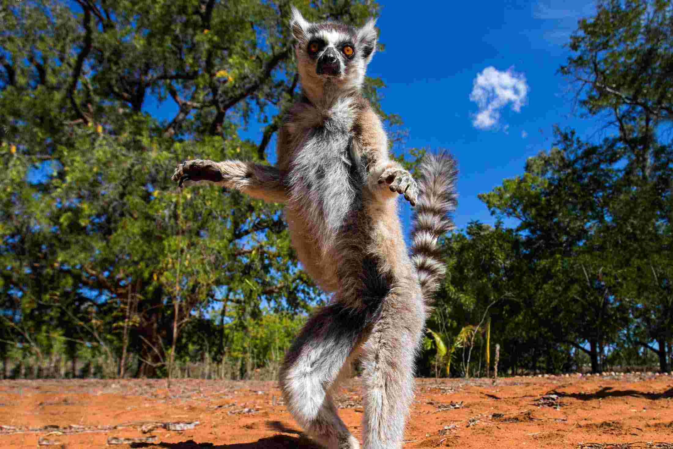 Highlights of Madagascar