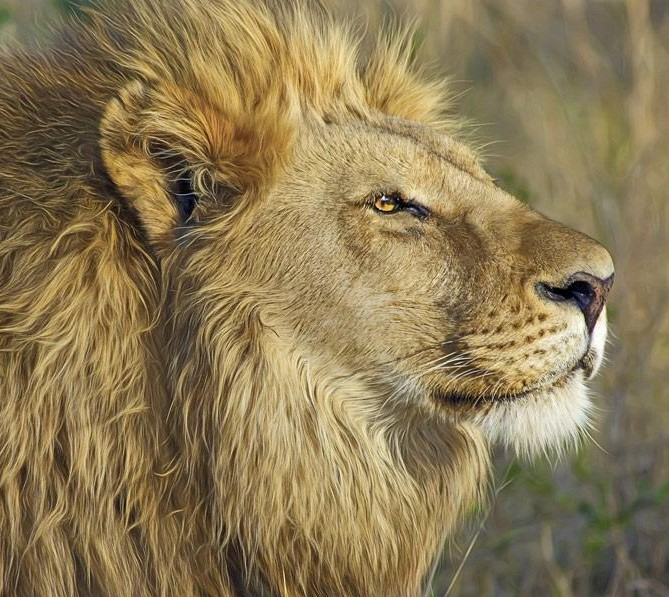 Culture and wildlife of Rwanda
