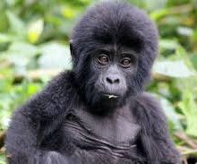 Best of Rwanda