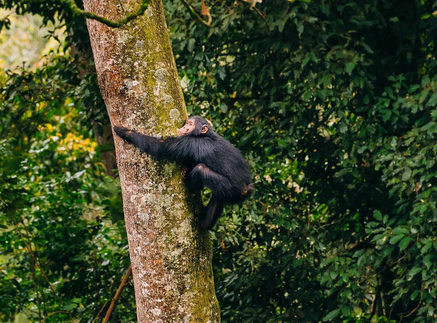 Discover Rwanda